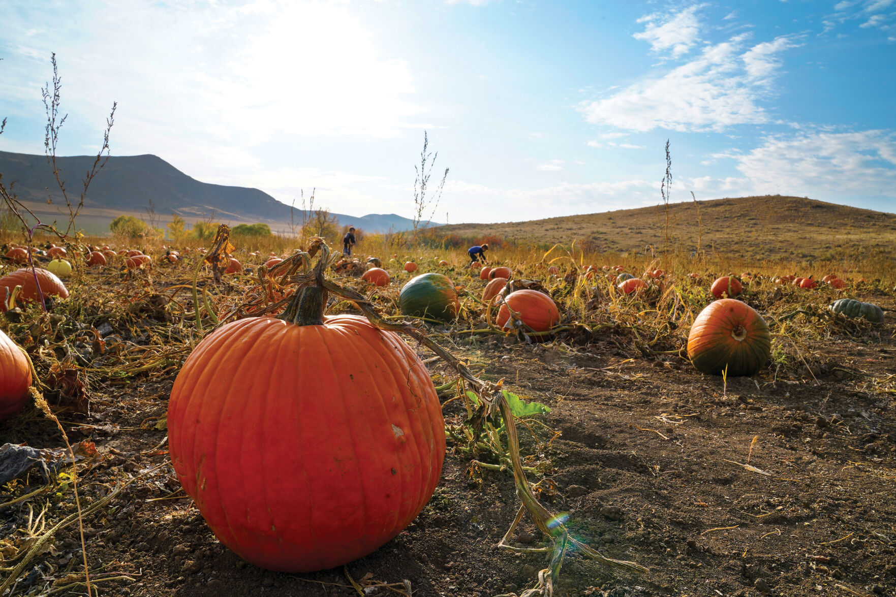 Pumpkin Patch Standalones 001.jpg